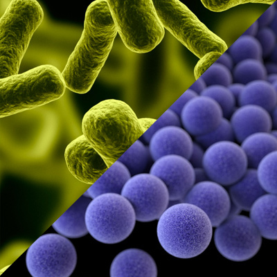 Escherichia coli O157:H7 and Staphylococcus Aureus