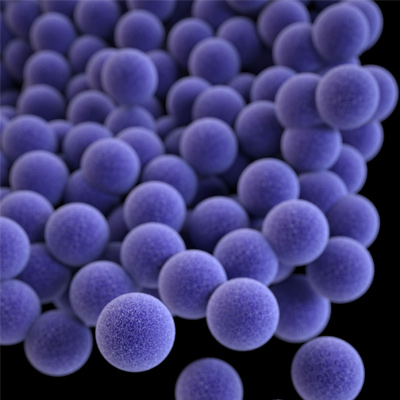 Staphylococcus Aureus